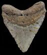 Megalodon Tooth - North Carolina #67300-2